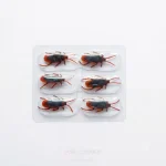 cockroach